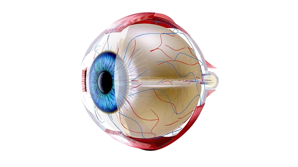 Anatomie de loeil - Centre Ophtalmologique & Rétine situé à Privas dans l’Ardèche